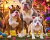 English Bulldog