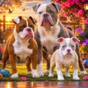 English Bulldog
