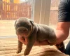 English Bulldog