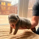English Bulldog