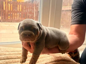 English Bulldog