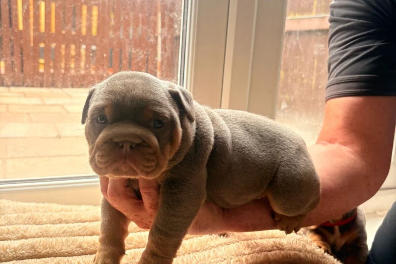 English Bulldog