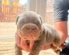 English Bulldog