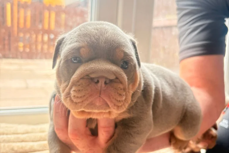 English Bulldog