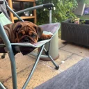 English Bulldog