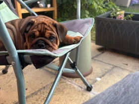 English Bulldog