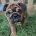 English Bulldog