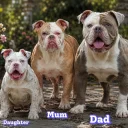 English Bulldog