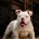 English Bulldog
