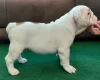 English Bulldog