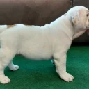 English Bulldog