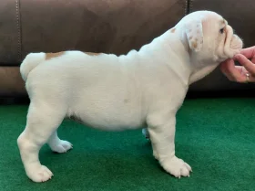English Bulldog