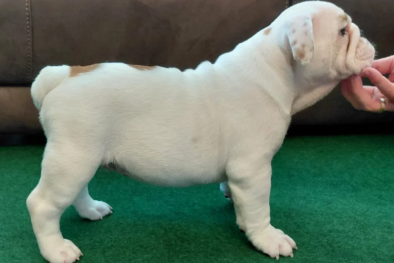 English Bulldog