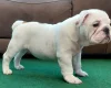 English Bulldog