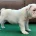 English Bulldog