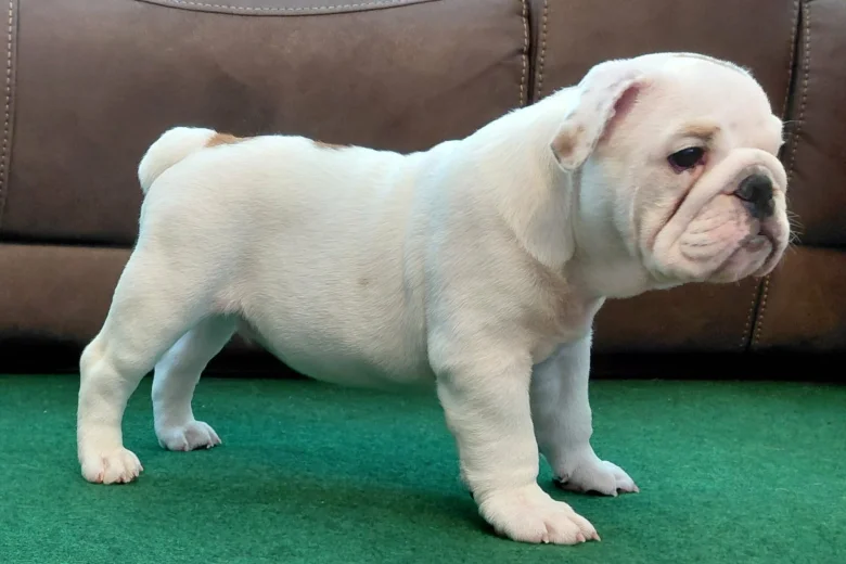 English Bulldog