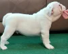 English Bulldog