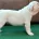 English Bulldog
