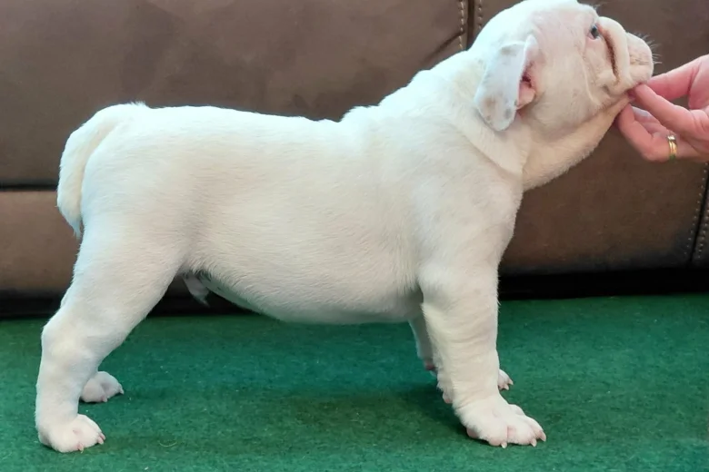 English Bulldog