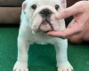 English Bulldog
