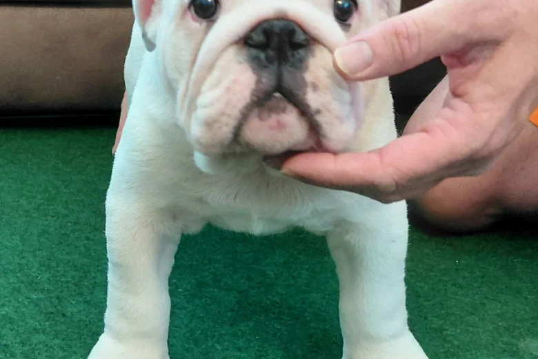 English Bulldog