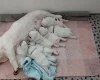English Bulldog