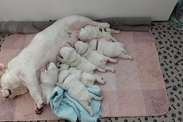 English Bulldog