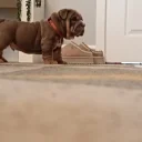 English Bulldog