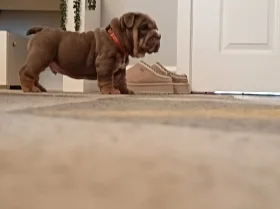 English Bulldog