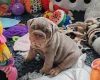 English Bulldog