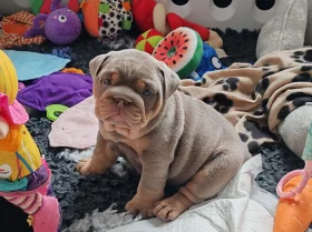 English Bulldog
