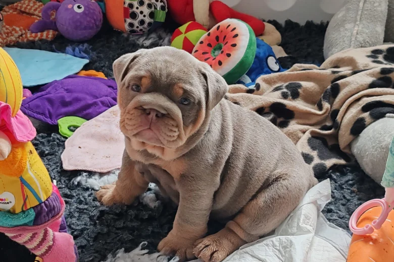 English Bulldog