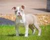 English Bulldog