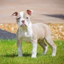 English Bulldog
