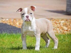 English Bulldog
