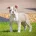 English Bulldog