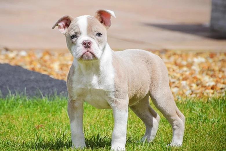 English Bulldog