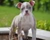 English Bulldog