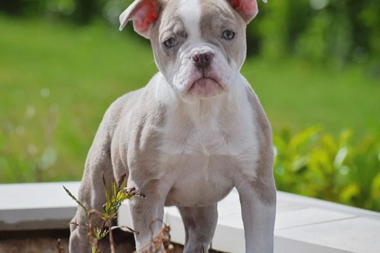 English Bulldog