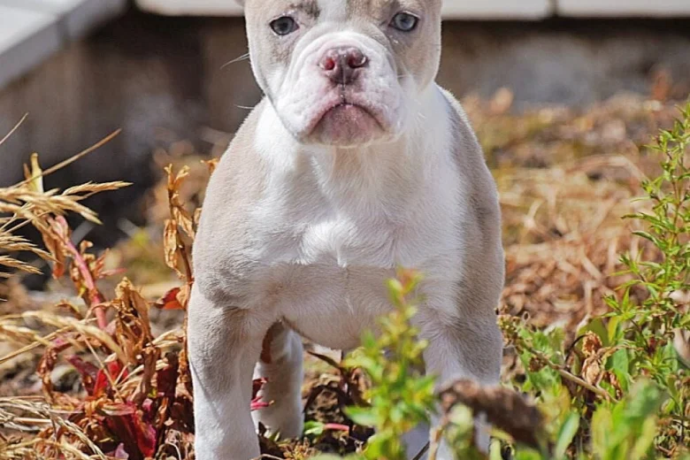 English Bulldog