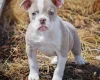 English Bulldog