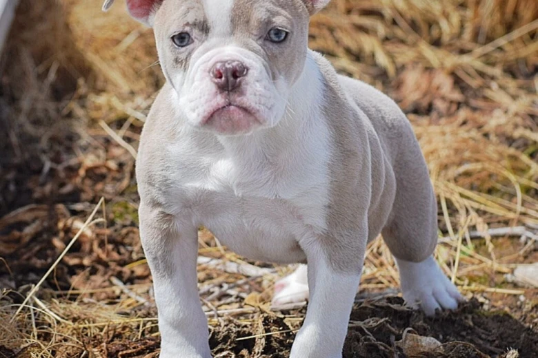 English Bulldog