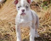 English Bulldog