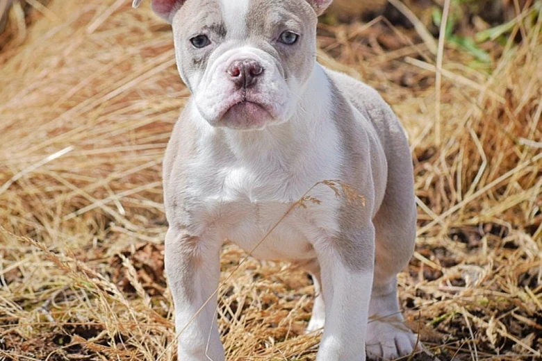 English Bulldog