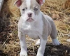 English Bulldog