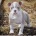 English Bulldog