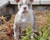 English Bulldog