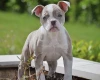 English Bulldog