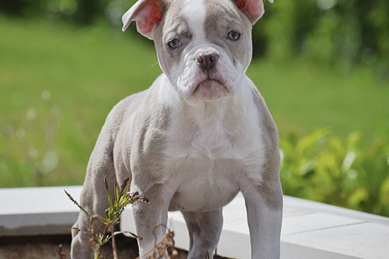 English Bulldog