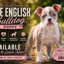 English Bulldog